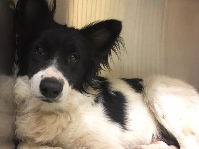 Border Collie hanging out on couch 