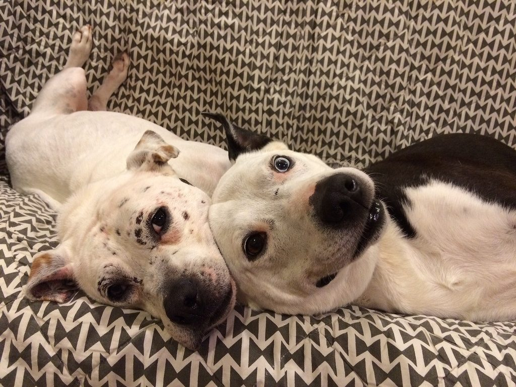 American Pitbull cuddling with a Heterochromia iridis canine