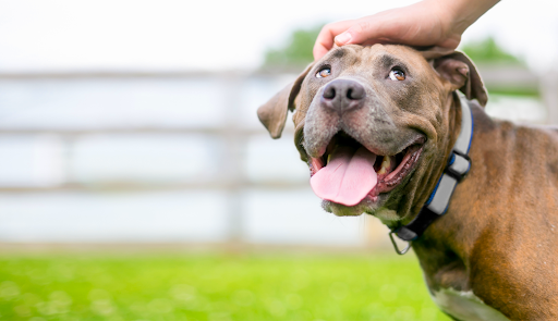 American Staffordshire Terrier receiving pets from canine owner