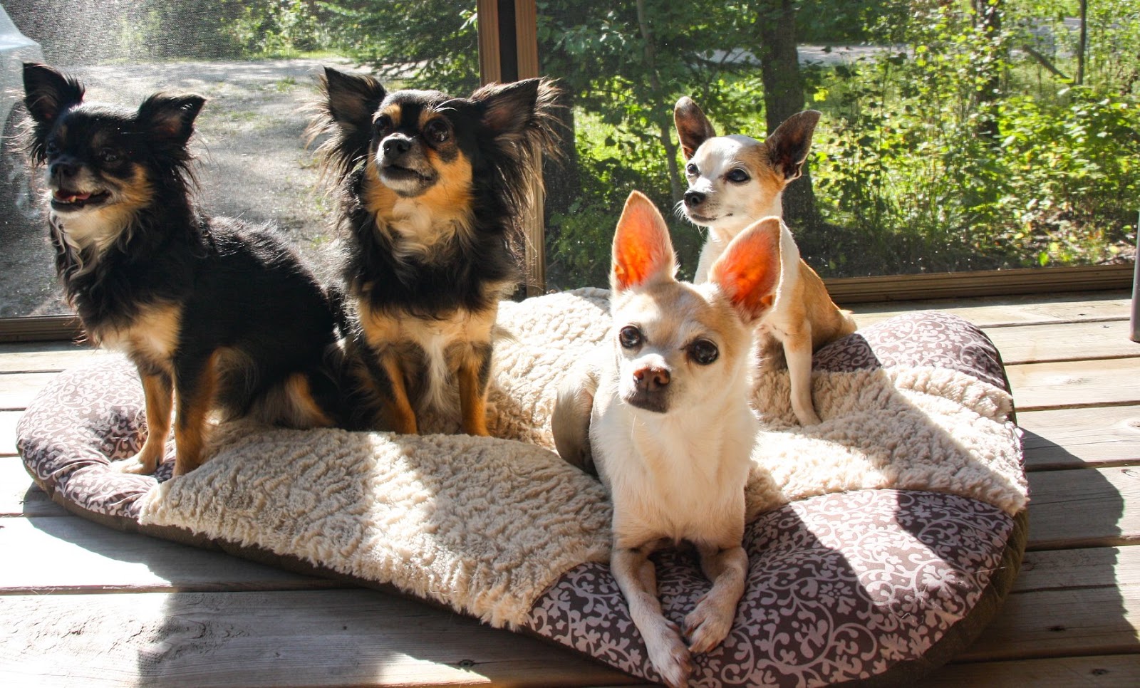 Pack of 4 Chihuahuas sunbathing on terrace deck