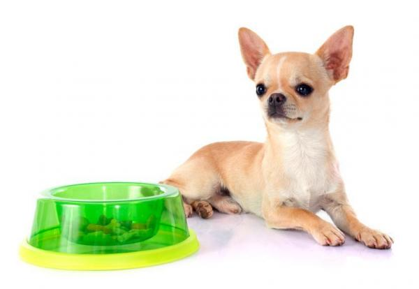 Chihuahua laying down next to green plastic bowl with treats