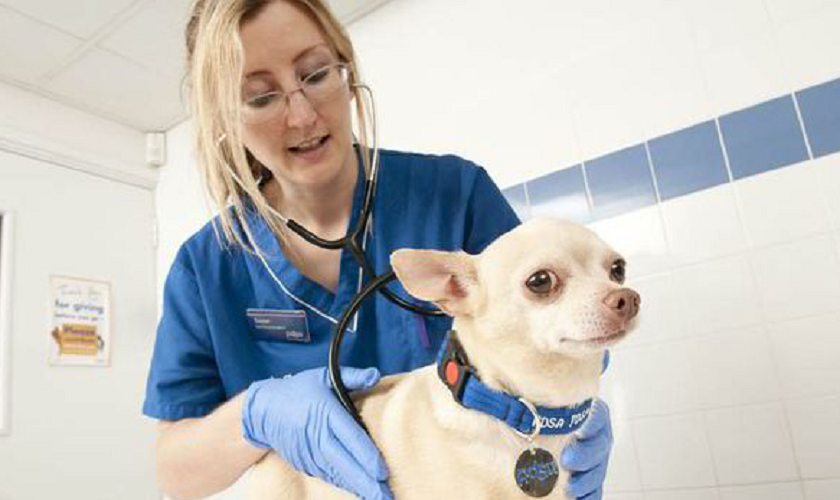 Chihuahua waiting patiently while vet measures heartbeat