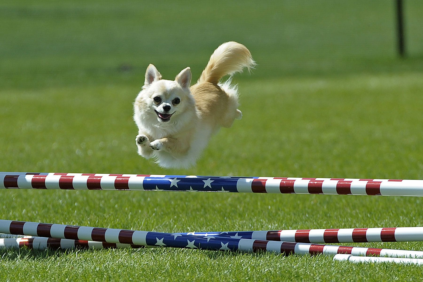 Chihuahua competing in dog show jumping over obstacles