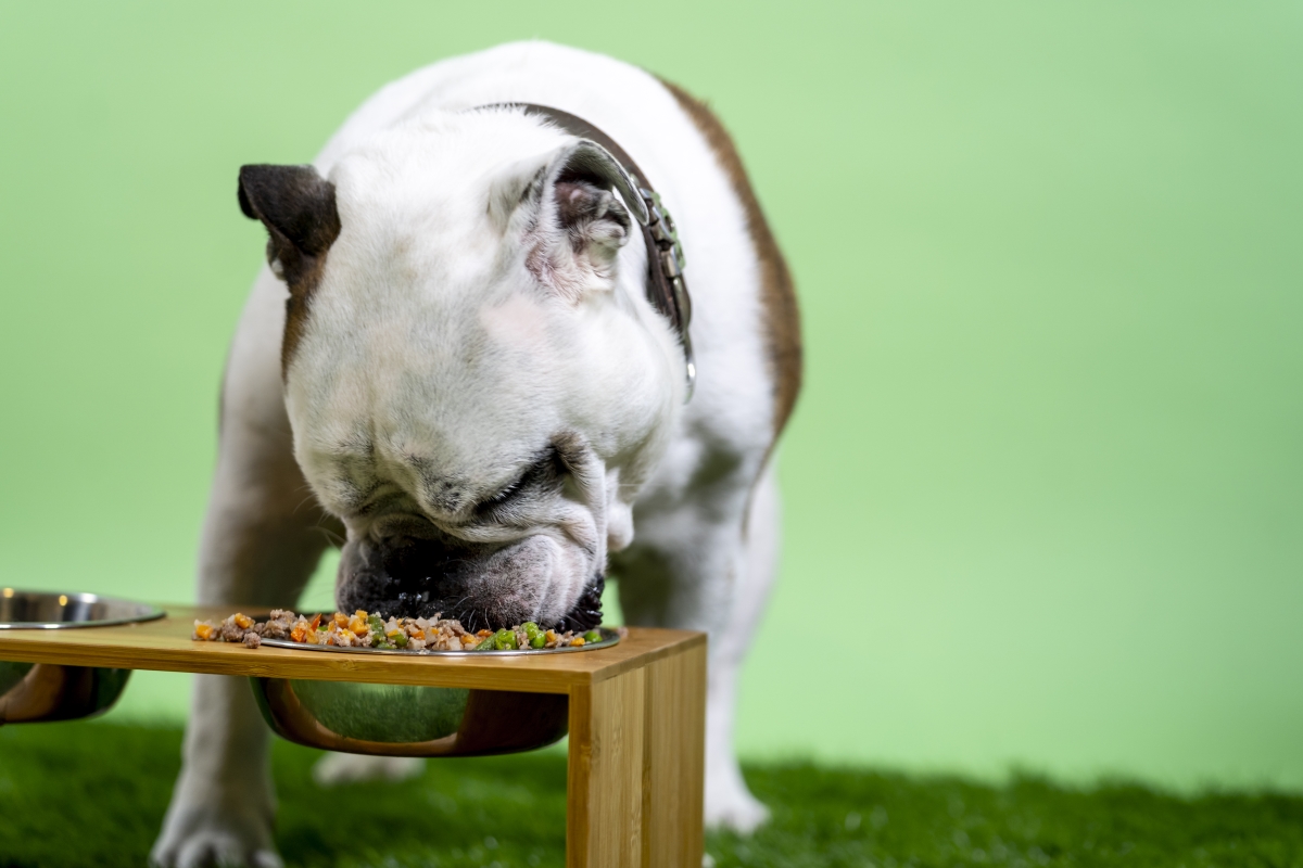 Bulldog devouring Kabo fresh cooked diet in raise dog bowl