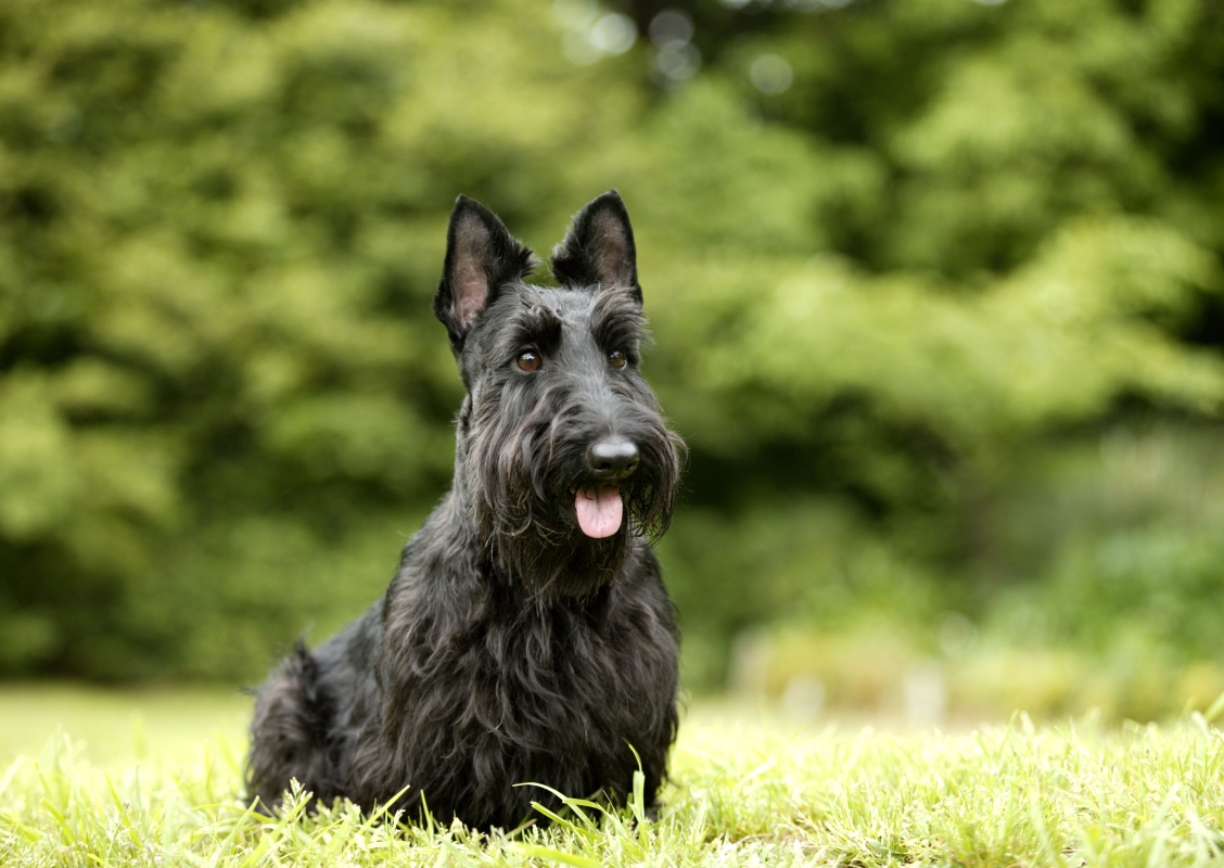 Scottish Terrier sitting in green field waiting patiently 