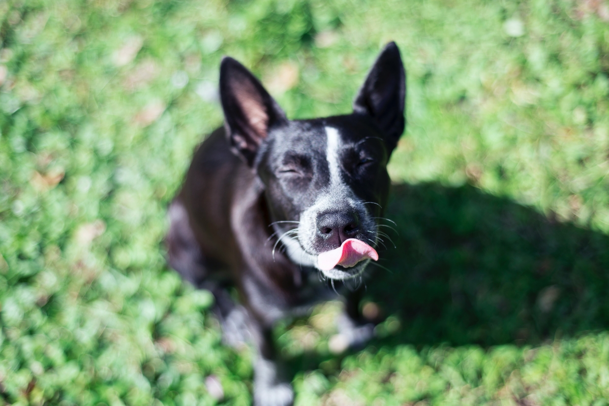 Australian Sheep Dog sitting in the sun with tongue out