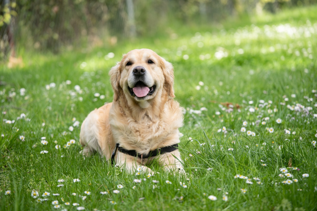 Happy Golden Retriever laying down in a field of green grass and daisies