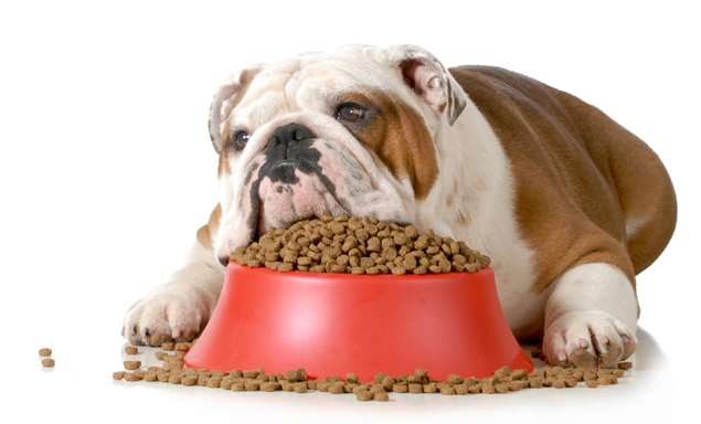 Bulldog resting head on top of a pile of kibble 