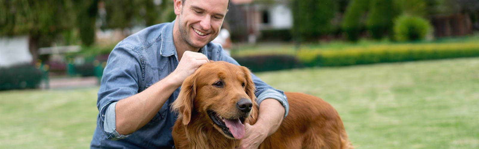 Male canine owner petting Golden Retriever in front yard