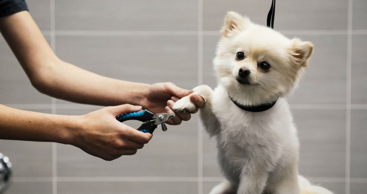 Pomeranian getting nails trimmed by vet technician