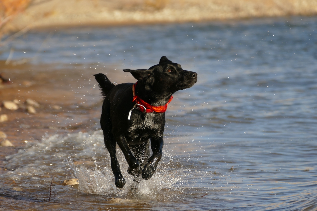 Black Labrador frolicking through water 