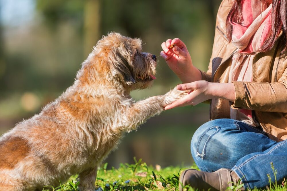 Border Terrier sitting and giving paw to pet owner for a treat