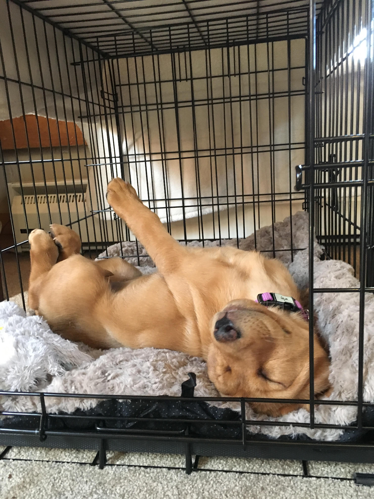 Labrador Retriever relaxing belly up in crate