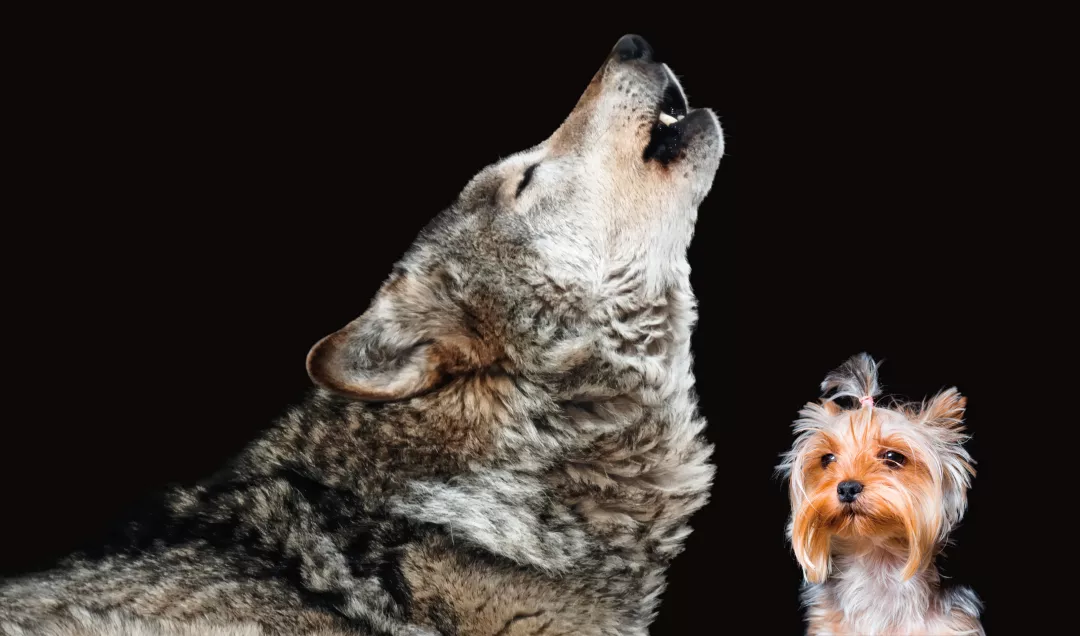 Wolf howling next to tiny Yorkshire Terrier