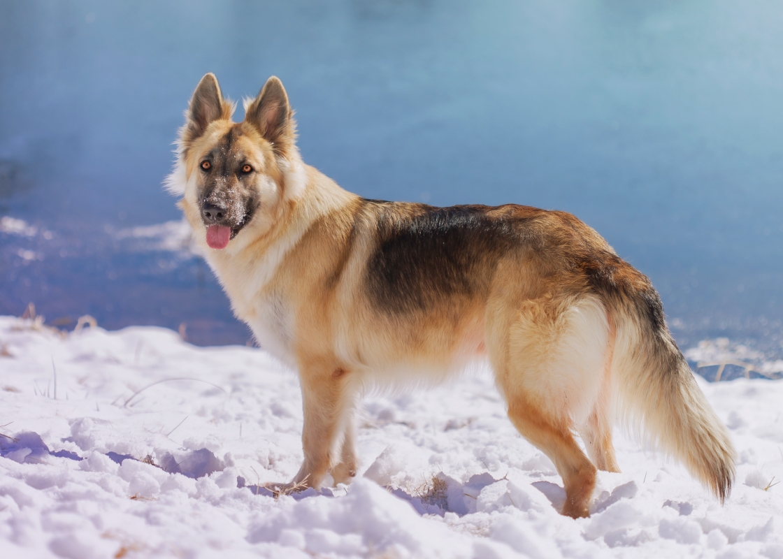 German Shepherd walking in the snow next to a body of water