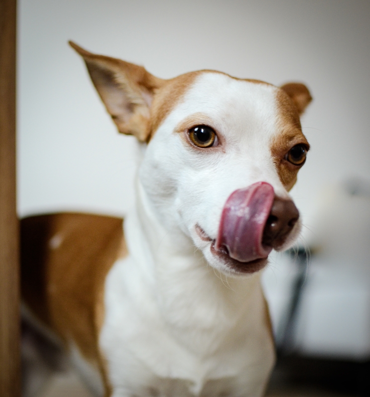 Portrait of Chihuahua licking its lips