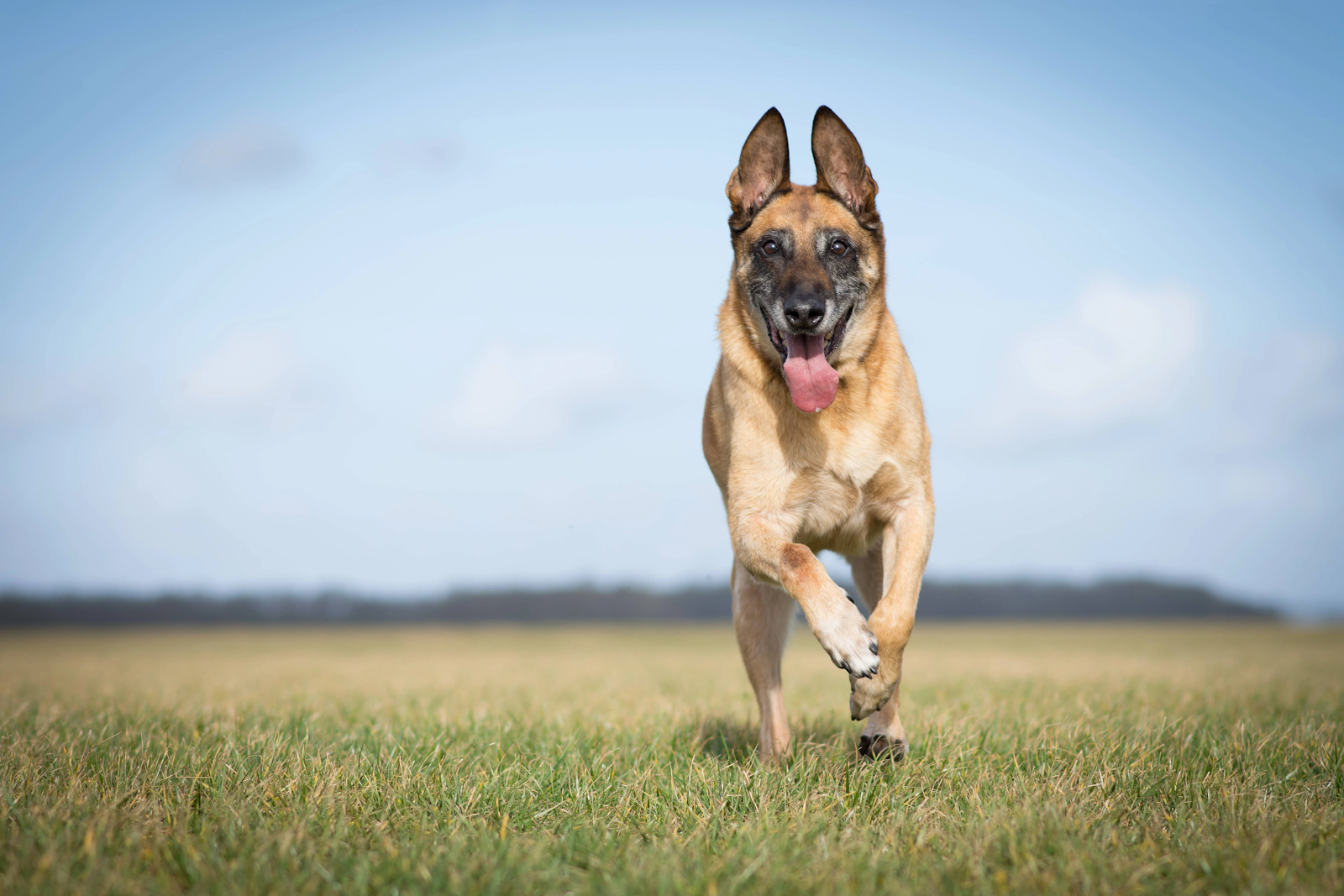German Shepherd frolicking in an open field