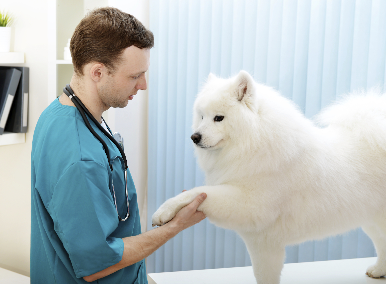 Animal nurse holding Samoyed paw during vet visit