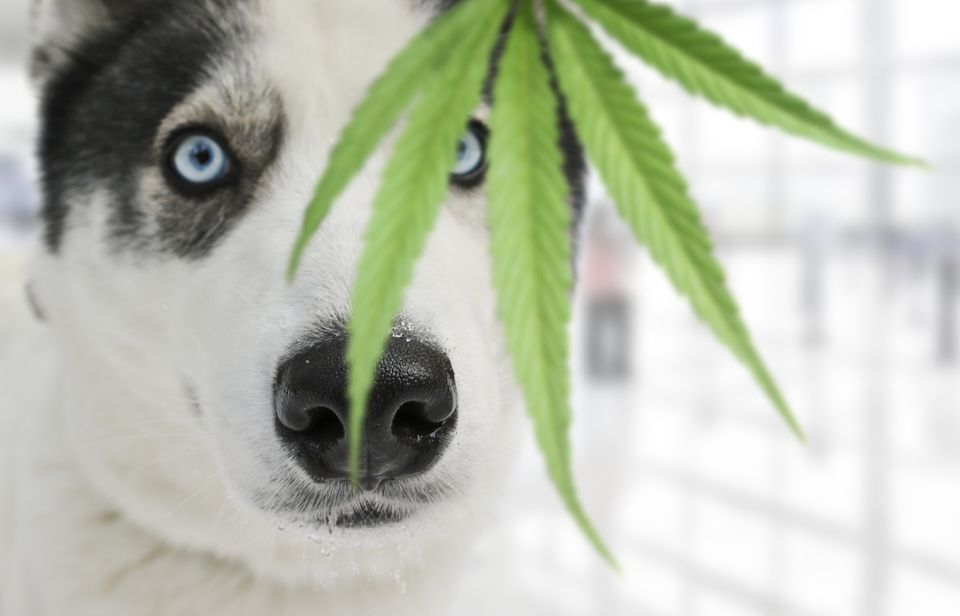 Close up of husky face with marijuana leaf