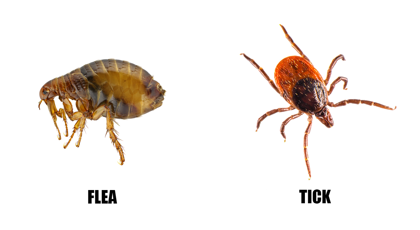 What a flea versus tick looks like