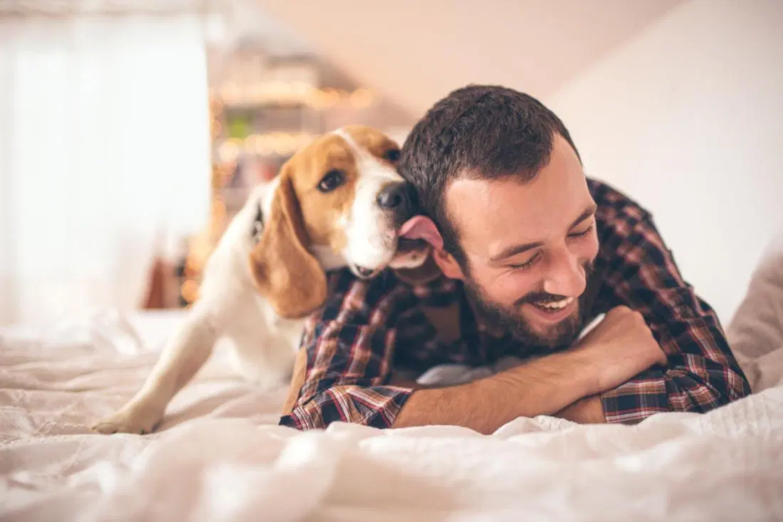 Beagle licking man’s ear while laying in bed
