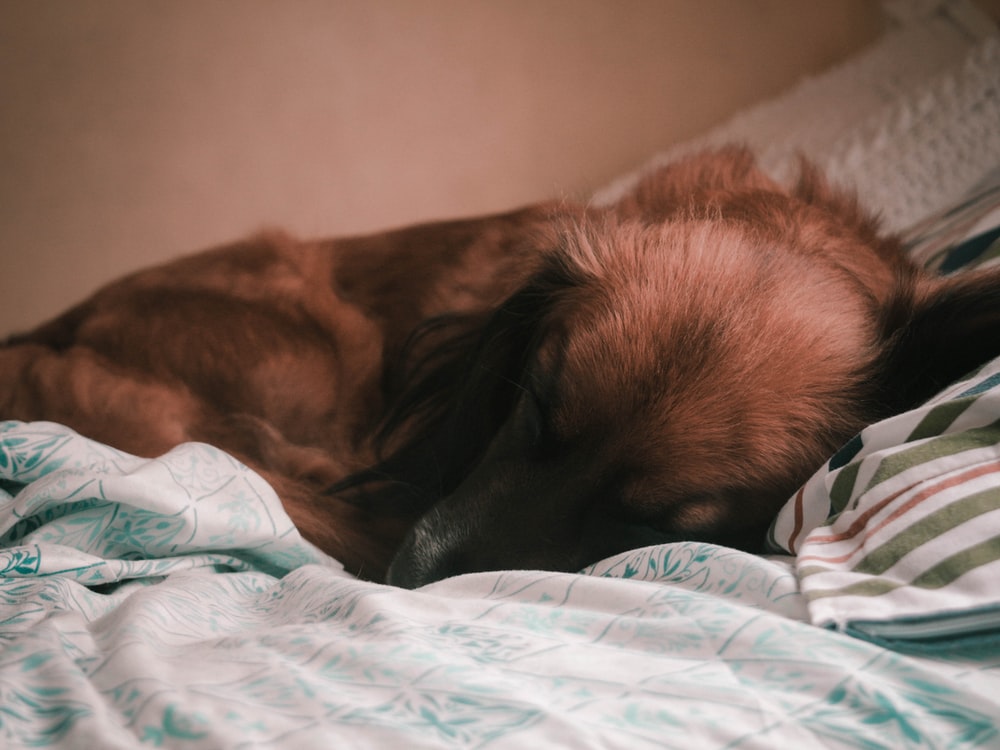 brown long coated dog lying on bed