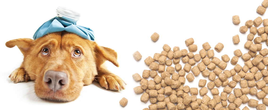 Pouting Shepard mix canine with dried kibble spread around