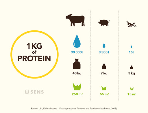 Graphic displaying animal, plant, and insect energy used to produce protein