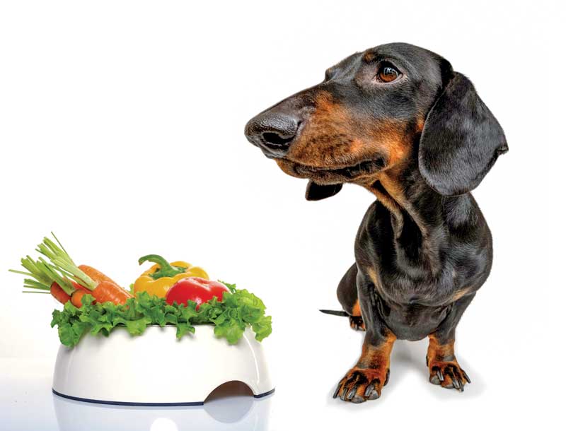 Black and brown Dachshund standing next to white bowl of vegetables