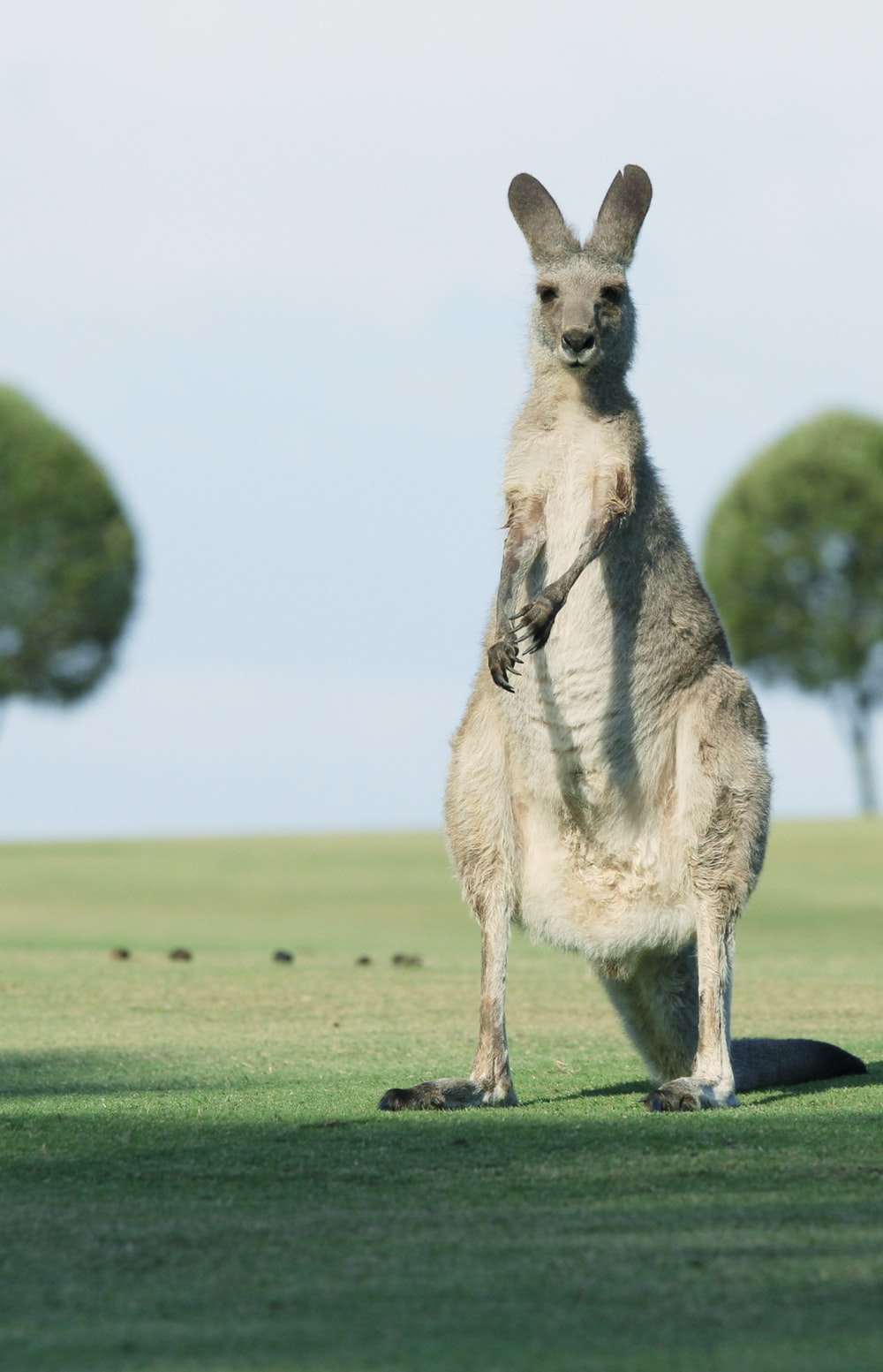 Kangaroo standing in green grass field