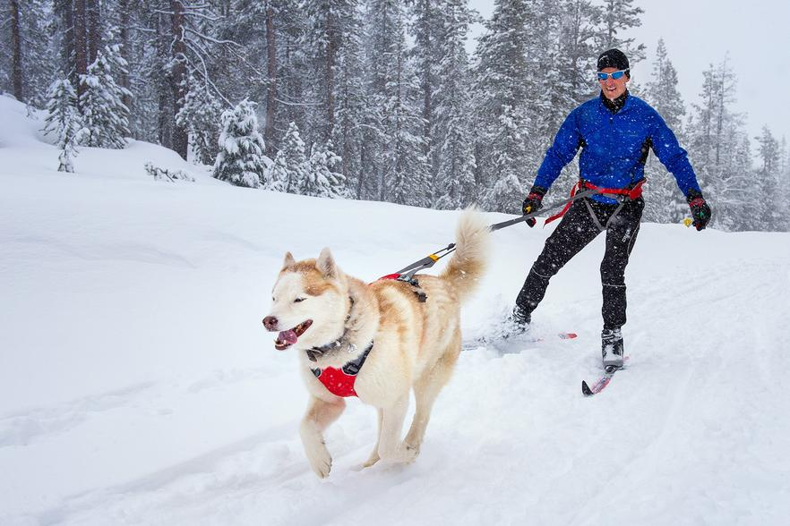 Husky running down snow path pulling man on skis 