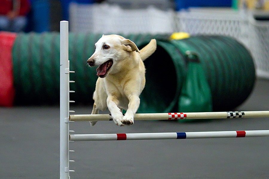 Golden smooth coat dog jumping over obstacles 