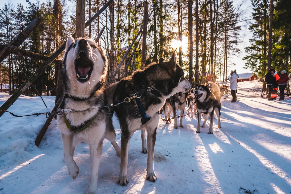 Pack of huskies exploring woods with sun beaming through trees