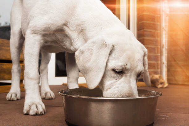 Young cute white hungry labrador retriever puppy eats some meat food out of a bowl.