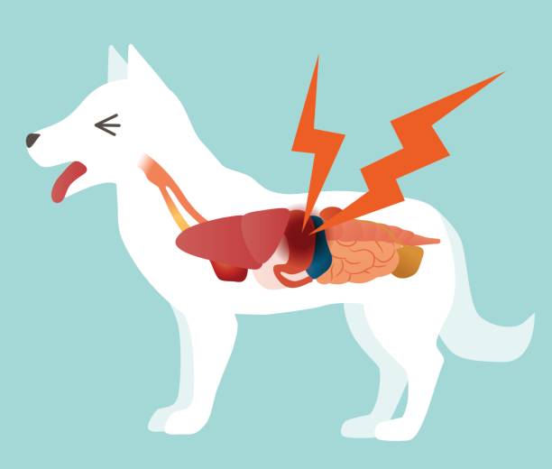 Cartoon illustration of a large white dog experiencing kidney pains