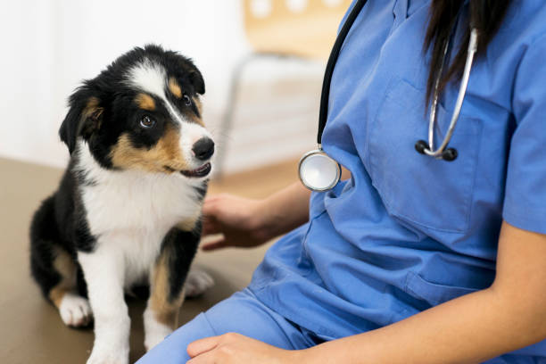 Curious Border Collie puppy sitting and looking at a stethoscope hanging around female vet technician’s neck