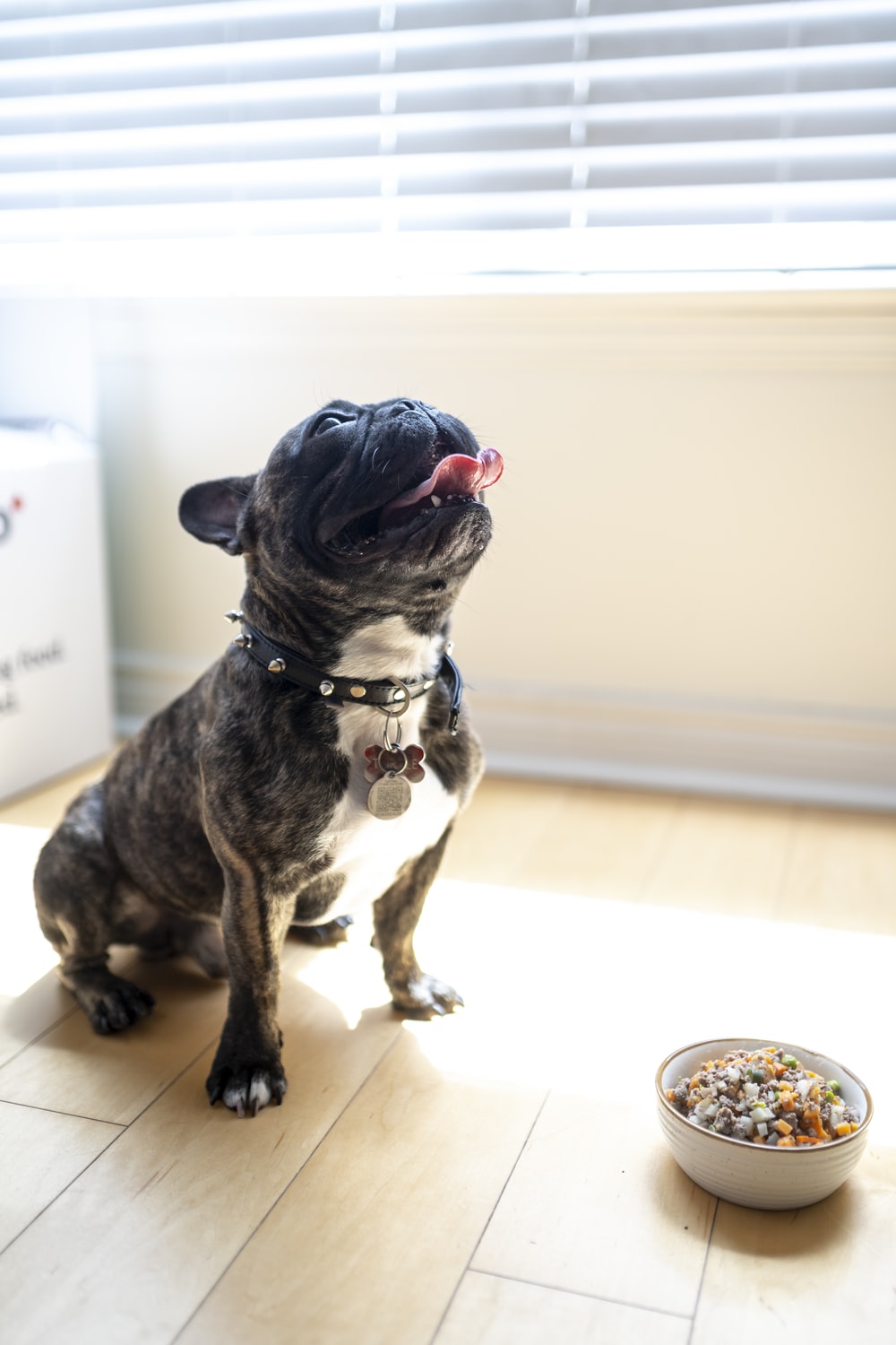 Happy and panting Brindle Frenchie sitting in front of a bowl of Kabo’s savoury beef meal.