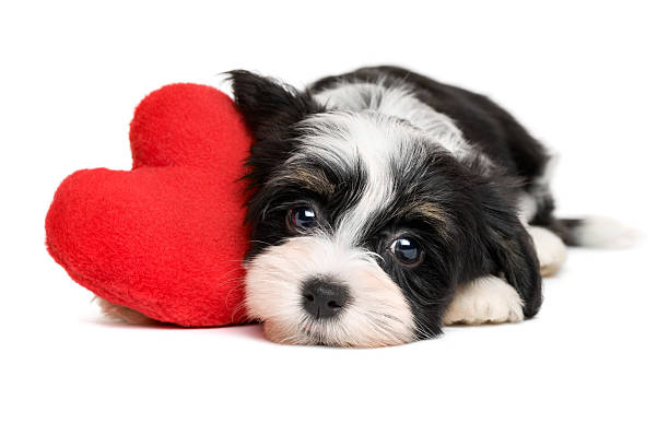 Havanese puppy dog with a red heart