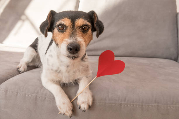 Romantic Jack Russell Terrier dog. Lovable dog is holding a heart to the Valentine's Day in the mouth Cute romantic Jack Russell Terrier dog. Lovable dog is holding a heart to the Valentine's Day in the mouth dog heart
