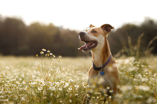 Happy American Staffordshire Terrier sitting in a field of daisies with it’s tongue out and sunbathing.