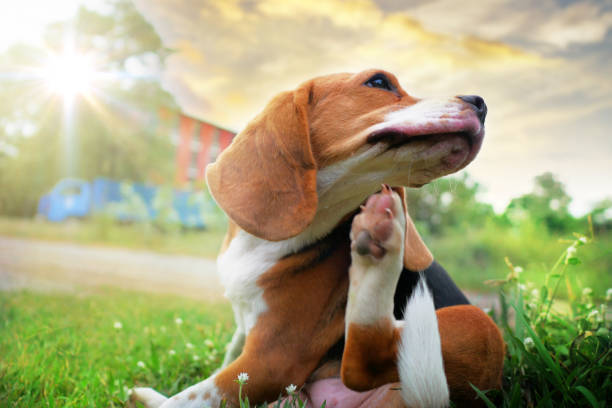Beagle puppy scratching neck on green grass outdoors in the park on a sunny day.
