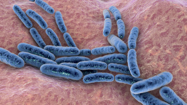 Probiotic bacteria Lactobacillus under a microscope.