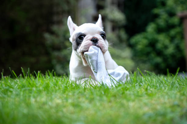 8 weeks old Pied French Bulldog puppy chewing on sock in the graden Close up of Pied French Bulldog puppy chewing on a piece of sock dog sock stock pictures, royalty-free photos & images