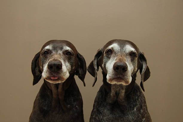 Senior pointer Sisters, almost 13 years old standing in front of brown backdrop