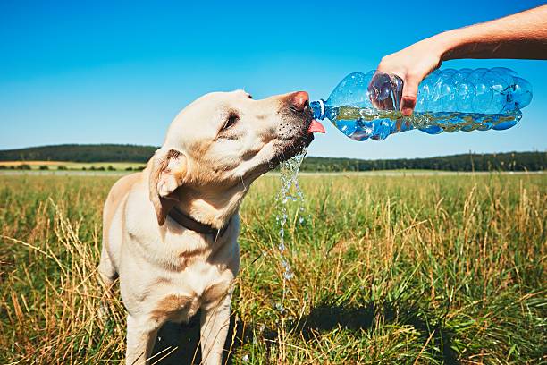 Thirsty yellow labrador retriever drinking water from the plastic bottle his owner in an open field