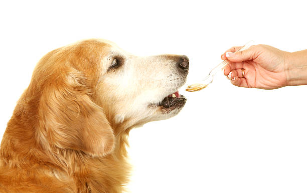 Senior Golden Retriever Being Given a Pill A senior golden retriever is being given a pill on a spoon with peanut butter.  Peanut butter is often used to disguise the taste of the pill. dog peanut butter stock pictures, royalty-free photos & images