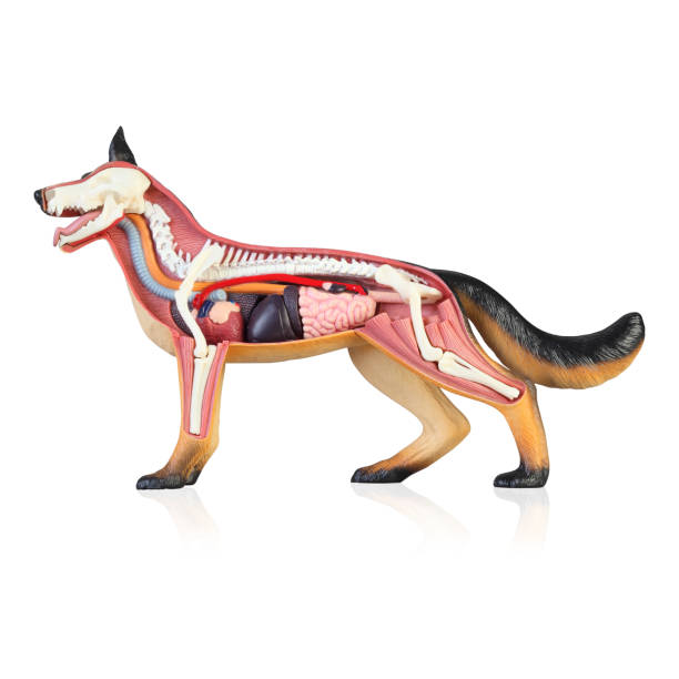 Anatomy of a dog Model of the dog isolated white background dog diagram stock picture