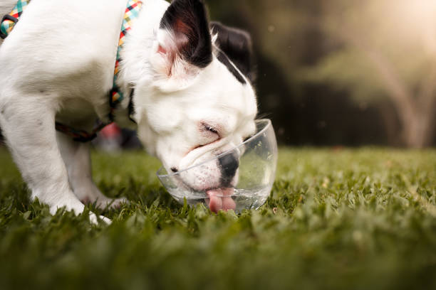 Hairy french bulldog drinking water at the park out of a plastic bowl