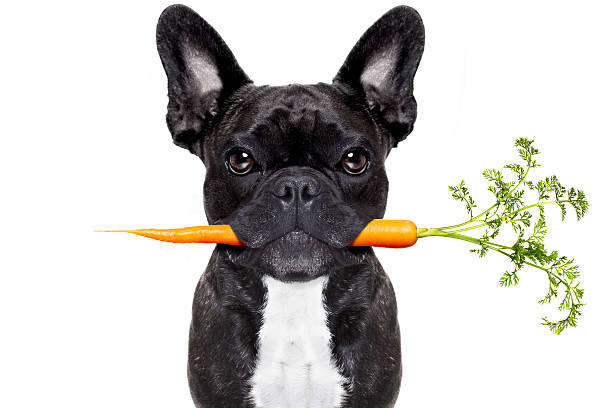 French Bulldog holding carrot in his mouth