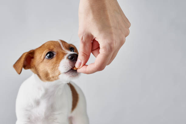 Pet owner feeding puppy dry kibble by hand